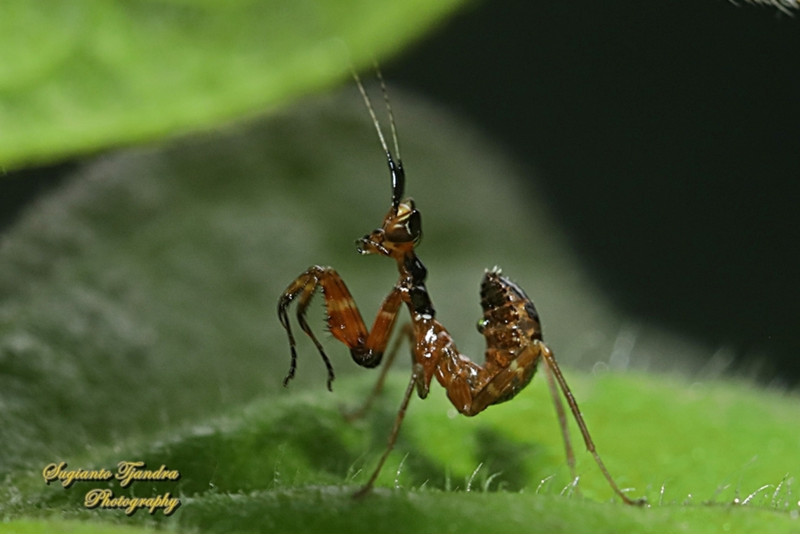 Flower Mantis nymph, Creobroter Sp  Geotagged,Indonesia,Spring
