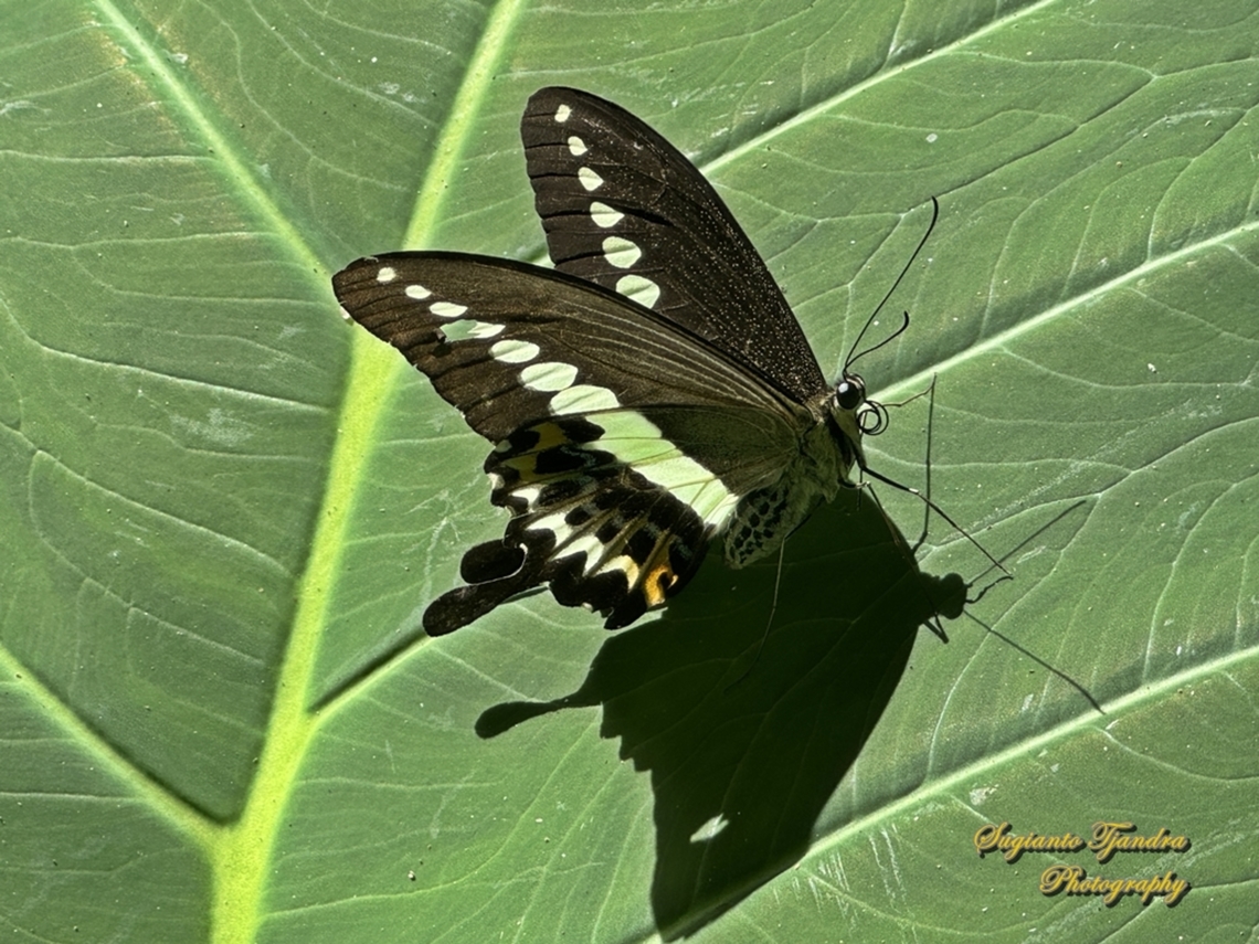 The banded swallowtail butterfly, Papilio demolion demolion  Banded Swallowtail,Geotagged,Indonesia,Papilio demolion,Spring