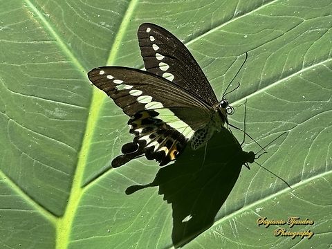 The banded swallowtail butterfly, Papilio demolion demolion  Banded Swallowtail,Geotagged,Indonesia,Papilio demolion,Spring