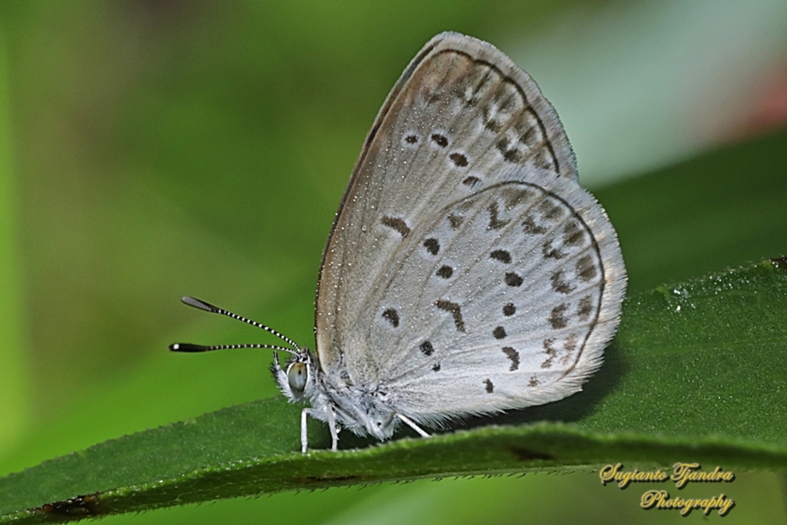 Lesser Dart, Zizina otis annetta  Geotagged,Indonesia,Lesser grass blue,Spring,Zizina otis