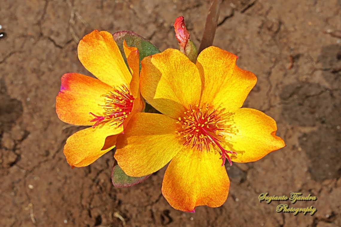 Krokot Mawar (Moss Rose), Portulaca grandiflora  Geotagged,Indonesia,Moss-rose Purslane,Portulaca grandiflora,Spring