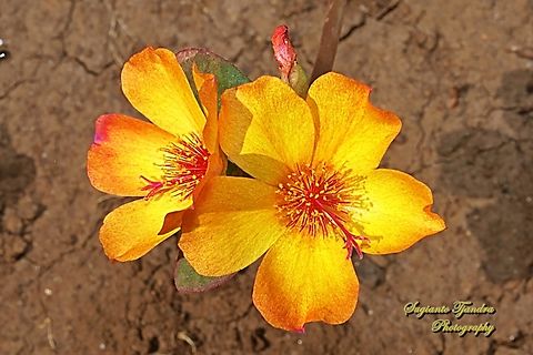 Krokot Mawar (Moss Rose), Portulaca grandiflora  Geotagged,Indonesia,Moss-rose Purslane,Portulaca grandiflora,Spring