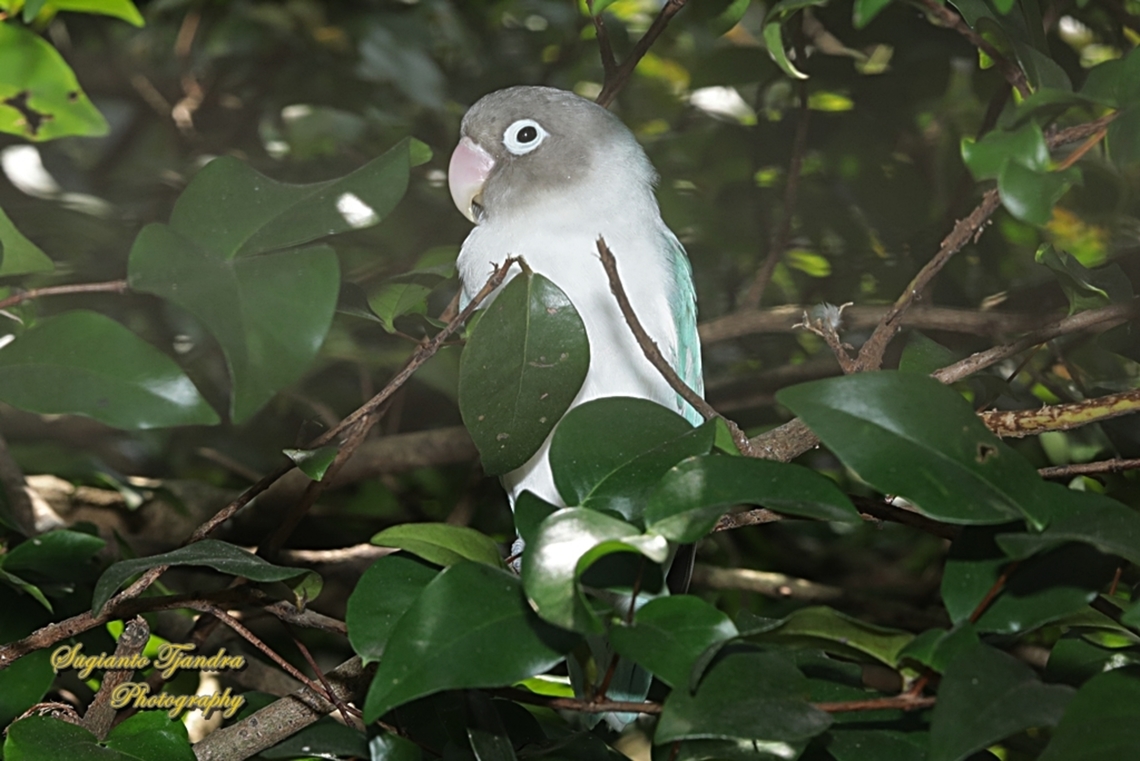 Lovebird, Agapornis Sp  Geotagged,Indonesia,Spring