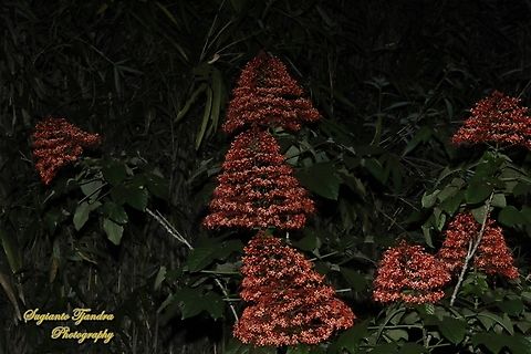 Bunga Pagoda, Clerodendrum paniculatum  Clerodendrum paniculatum,Geotagged,Indonesia,Pagoda Flower,Spring