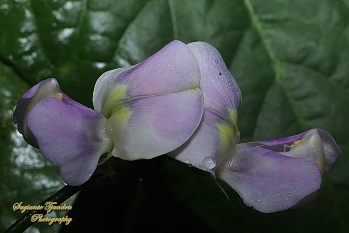 Yard long bean flower, Vigna unguiculata subsp sesquipedalis  Cowpea,Geotagged,Indonesia,Spring,Vigna unguiculata