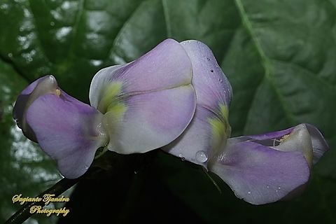 Yard long bean flower, Vigna unguiculata subsp sesquipedalis  Cowpea,Geotagged,Indonesia,Spring,Vigna unguiculata