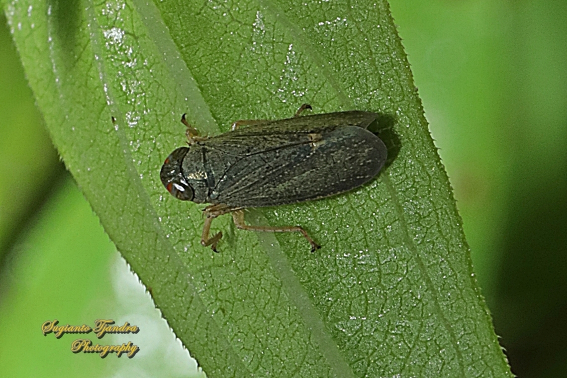 Leafhopper, Subfamily Coelidiinae, family Cicadellidae  Geotagged,Indonesia,Spring