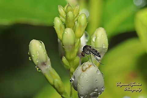 Quasimodo fly, family Curtonotidae  Geotagged,Indonesia,Spring