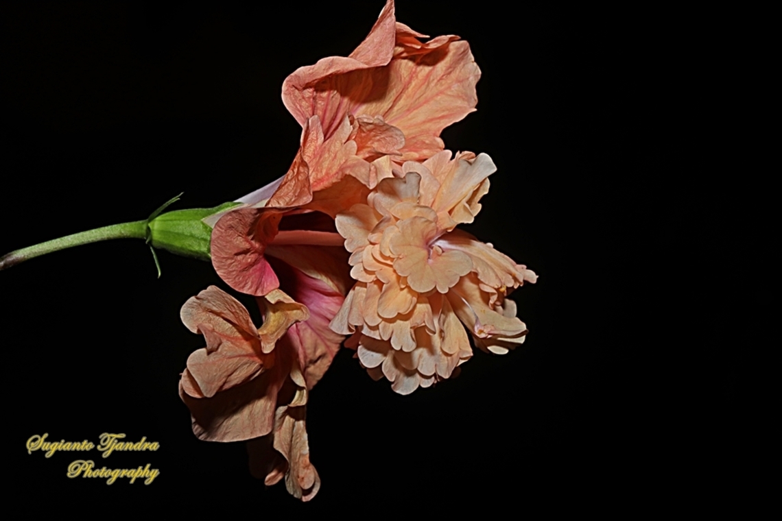 Hibiscus flower /  Kembang Sepatu, Hibiscus rosa-sinensis  Chinese hibiscus,Geotagged,Hibiscus rosa-sinensis,Indonesia,Spring