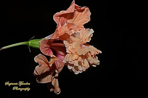 Hibiscus flower /  Kembang Sepatu, Hibiscus rosa-sinensis  Chinese hibiscus,Geotagged,Hibiscus rosa-sinensis,Indonesia,Spring
