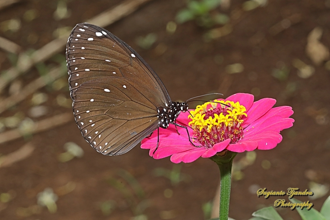 Purple Crow Butterfly, Euploea tulliolus  Dwarf crow,Euploea tulliolus,Geotagged,Indonesia,Spring