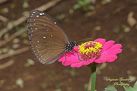Purple Crow Butterfly, Euploea tulliolus  Dwarf crow,Euploea tulliolus,Geotagged,Indonesia,Spring