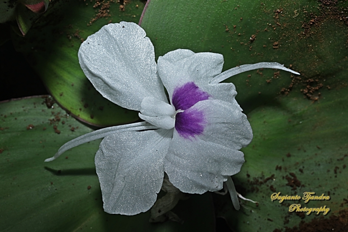 Bunga Kencur, Kaempferia galanga, family Zingiberaceae  Geotagged,Indonesia,Kaempferia galanga,Spring