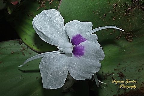 Bunga Kencur, Kaempferia galanga, family Zingiberaceae  Geotagged,Indonesia,Kaempferia galanga,Spring