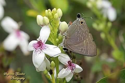 The Cornelian butterfly, Deudorix epijarbas  Cornelian,Deudorix epijarbas,Geotagged,Indonesia,Spring