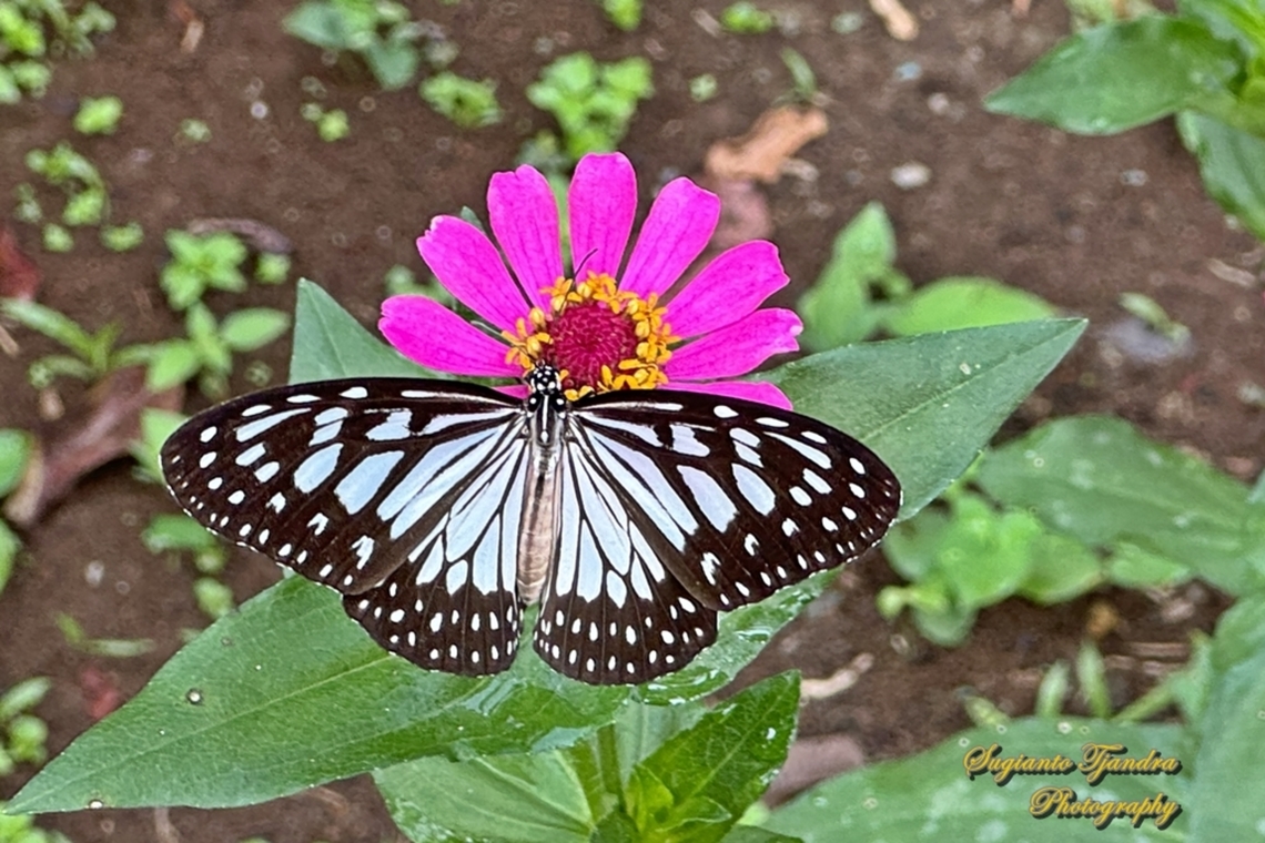 Grey glassy tiger butterfly, Ideopsis juventa juventa  Geotagged,Ideopsis juventa,Indonesia,Summer,Wood nymph