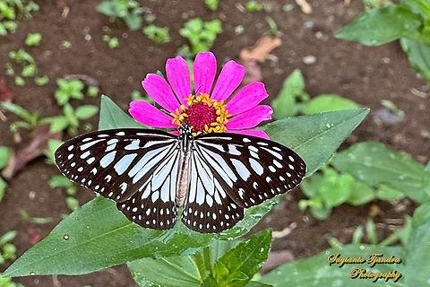 Grey glassy tiger butterfly, Ideopsis juventa juventa  Geotagged,Ideopsis juventa,Indonesia,Summer,Wood nymph