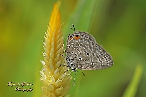 Grey glassy tiger butterfly, Ideopsis juventa juventa  Geotagged,Ideopsis juventa,Indonesia,Spring,Wood nymph