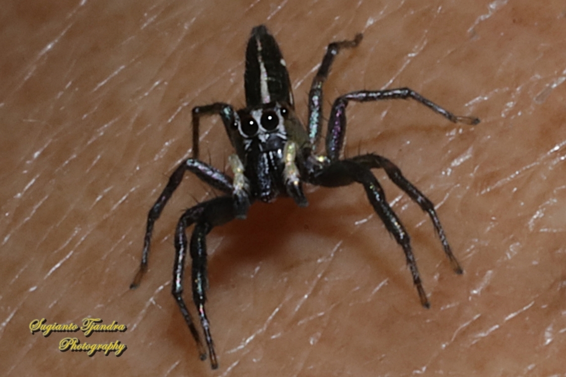 Jumping Spider, Cosmophasis Sp  Geotagged,Indonesia,Spring