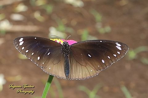 Blue Banded King Crow Butterfly, Euploea leucostictos ssp leucostictos - female  Euploea leucostictos,Geotagged,Indonesia,Spring