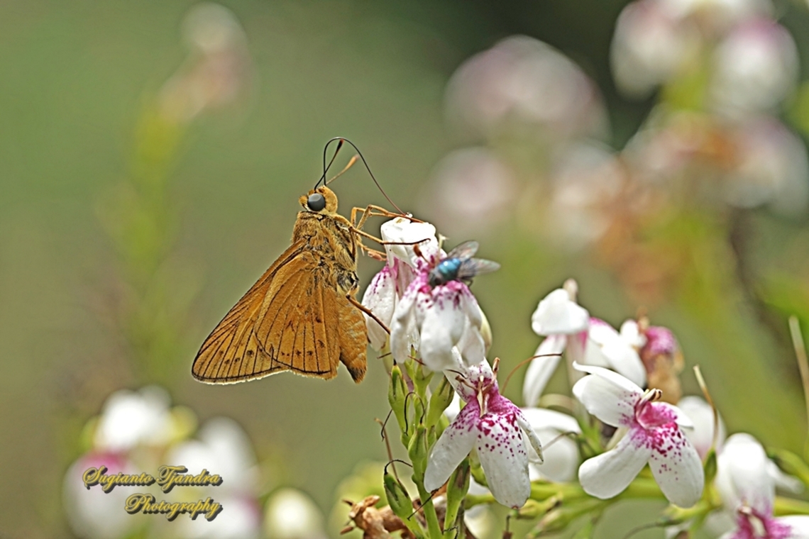 Yellow Palm Dart, Cephrenes trichopepla  Cephrenes trichopepla,Geotagged,Indonesia,Spring,Yellow palm dart
