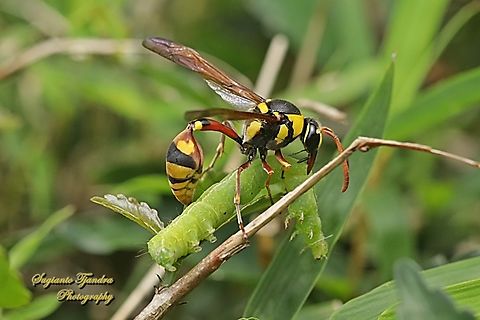 The Yellow and Black Potter Wasp, Delta campaniforme  Delta campaniforme,Geotagged,Indonesia,Spring,Yellow and Black Potter Wasp