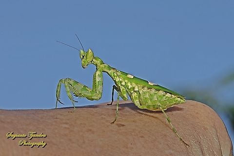 Jeweled Flower Mantis, Creobroter gemmatu  Creobroter gemmatus,Geotagged,Indonesia,Jeweled Flower Mantis,Spring