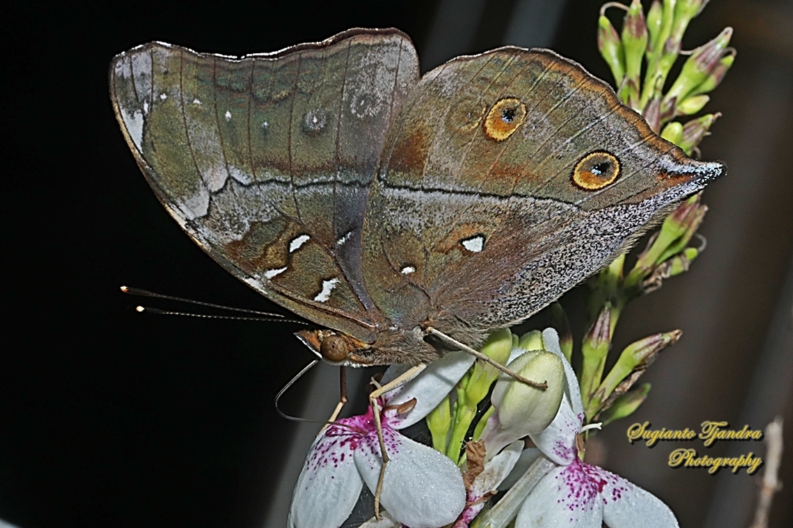 Autumn leaf butterfly, Doleschallia bisaltide  Autumn leaf,Doleschallia bisaltide,Geotagged,Indonesia,Spring