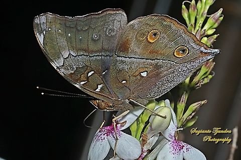 Autumn leaf butterfly, Doleschallia bisaltide  Autumn leaf,Doleschallia bisaltide,Geotagged,Indonesia,Spring