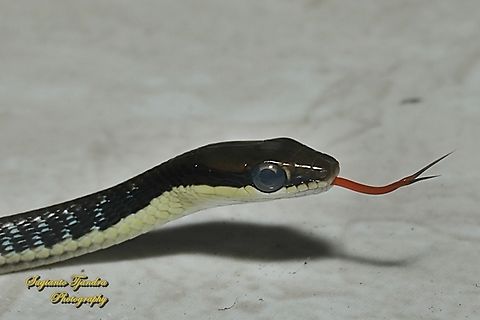 The Painted Bronzeback, Dendrelaphis pictus  Dendrelaphis pictus,Geotagged,Indonesia,Painted Bronzeback,Summer