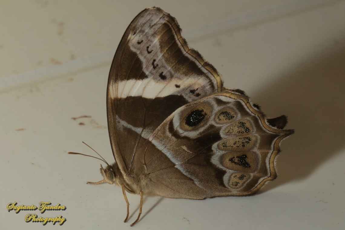 The Bamboo Tree-Brown Butterfly, Lethe europa  Bamboo treebrown,Geotagged,Indonesia,Lethe europa,Summer