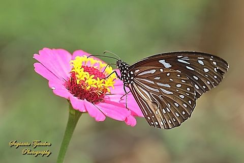 Dark Blue Tiger Butterfly, Tirumala septentrionis ssp myrsilos (Java)  Dark Blue Tiger,Geotagged,Indonesia,Summer,Tirumala septentrionis