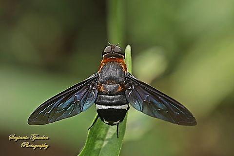 Ligyra bee fly, Ligyra tantalus, family Bombyliidae  Geotagged,Indonesia,Ligyra tantalus,Summer