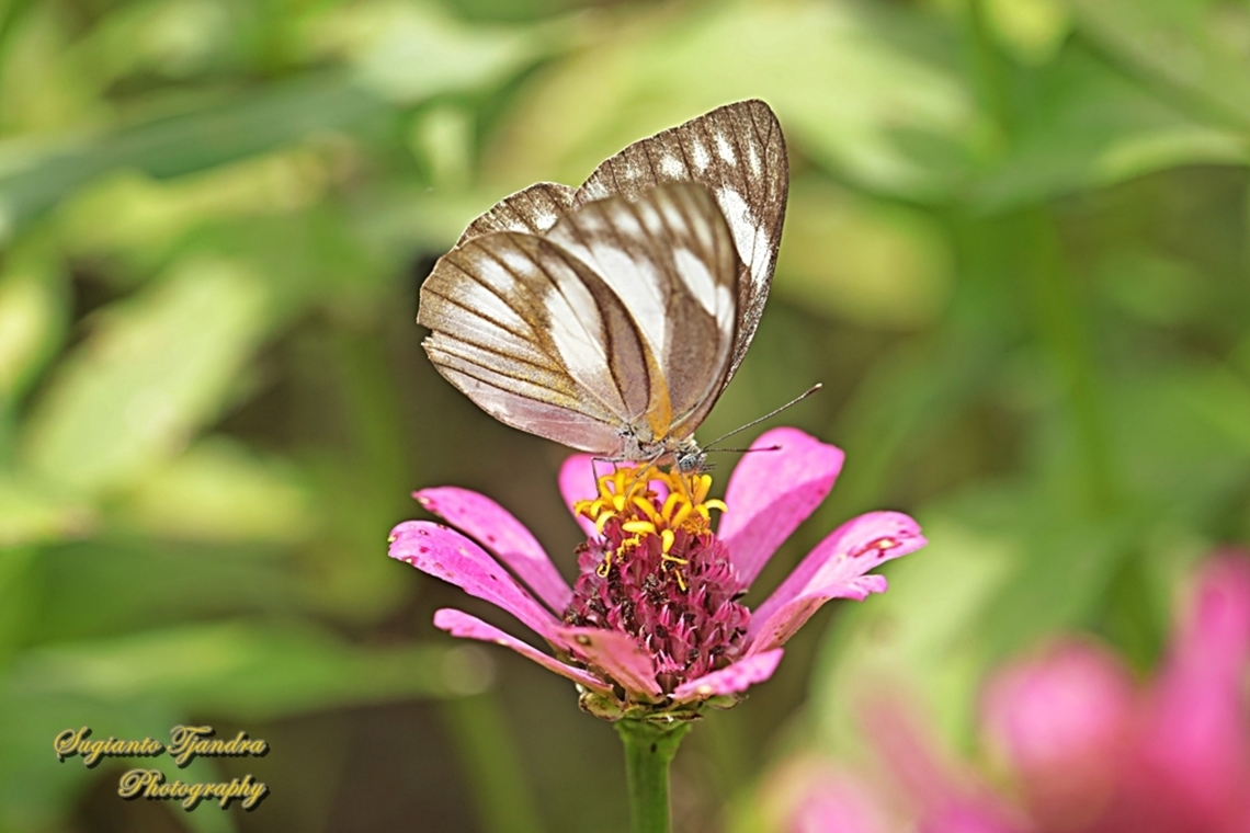 Striped Albatross Butterfly, Appias olferna ssp olferna - female  Appias olferna,Eastern striped albatross,Geotagged,Indonesia,Summer