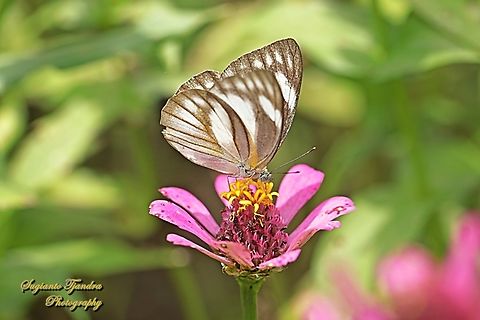 Striped Albatross Butterfly, Appias olferna ssp olferna - female  Appias olferna,Eastern striped albatross,Geotagged,Indonesia,Summer