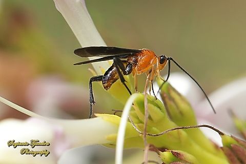 Braconid Wasp, Iphiaulax Sp., family Braconidae  Geotagged,Indonesia,Summer