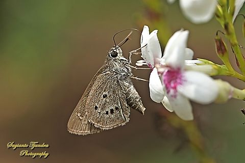 Skipper Butterfly, Palm Bob, Suastus gremius ssp gremius  Geotagged,Indonesia,Palm Bob,Suastus gremius,Summer