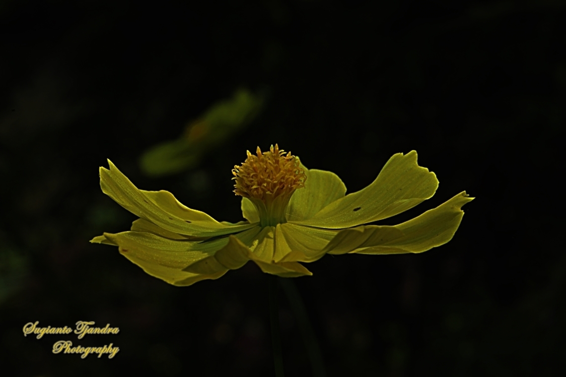Yellow Cosmos flower, Cosmos sulphureus  Cosmos sulphureus,Geotagged,Indonesia,Sulfur Cosmos,Summer
