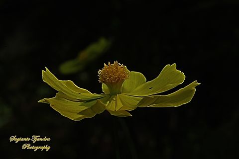 Yellow Cosmos flower, Cosmos sulphureus  Cosmos sulphureus,Geotagged,Indonesia,Sulfur Cosmos,Summer