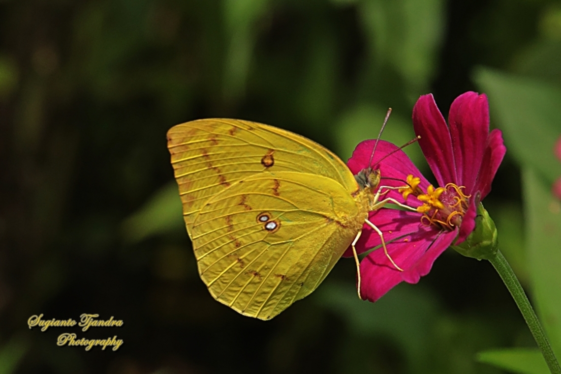 Lemon Emigrant butterfly, Catopsilia pomona pomona female form pomona  Catopsilia pomona,Geotagged,Indonesia,Lemon Migrant,Summer