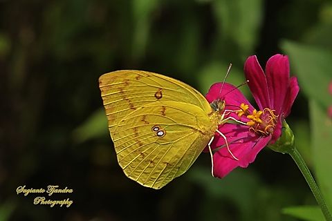 Lemon Emigrant butterfly, Catopsilia pomona pomona female form pomona  Catopsilia pomona,Geotagged,Indonesia,Lemon Migrant,Summer