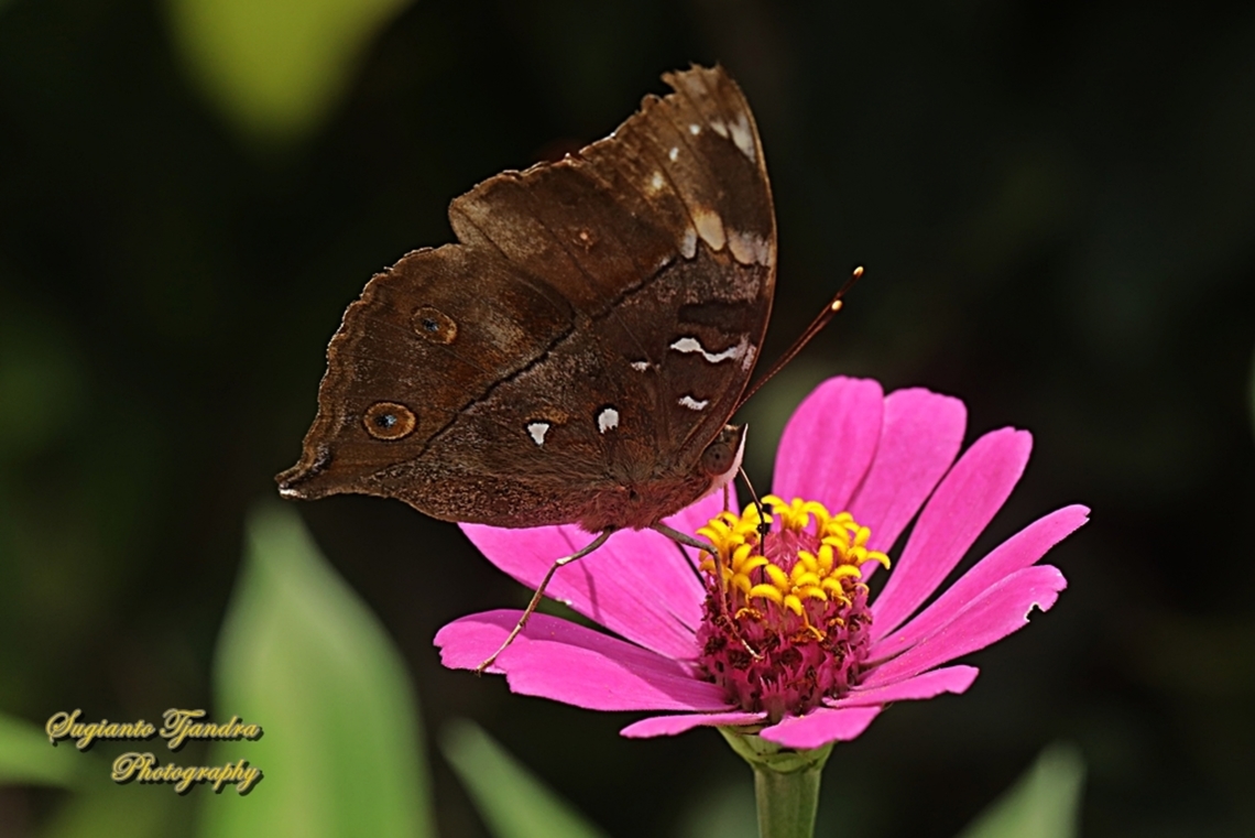 Autumn leaf butterfly, Doleschallia bisaltide  Autumn leaf,Doleschallia bisaltide,Geotagged,Indonesia,Summer