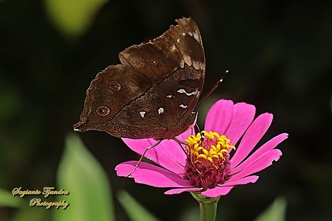 Autumn leaf butterfly, Doleschallia bisaltide  Autumn leaf,Doleschallia bisaltide,Geotagged,Indonesia,Summer