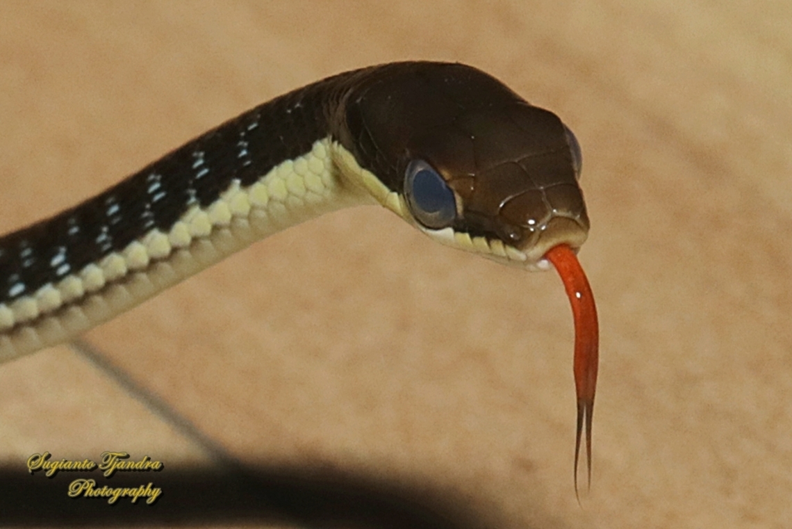 The Painted Bronzeback, Dendrelaphis pictus  Dendrelaphis pictus,Geotagged,Indonesia,Painted Bronzeback,Summer