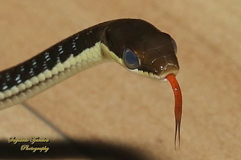 The Painted Bronzeback, Dendrelaphis pictus  Dendrelaphis pictus,Geotagged,Indonesia,Painted Bronzeback,Summer