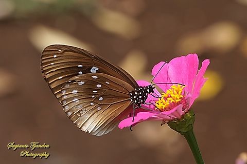 Climena Crow Butterfly, Euploea climena ssp sepulehralis  Euploea climena,Geotagged,Indonesia,Summer