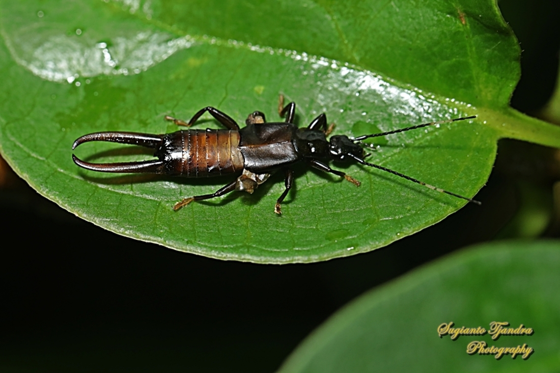 Common Earwig, Dermaptera  Geotagged,Indonesia,Summer