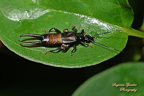 Common Earwig, Dermaptera  Geotagged,Indonesia,Summer