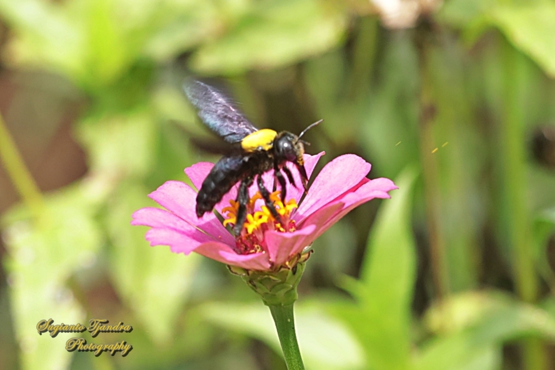 White-cheeked Carpenter Bee, Xylocopa aestuans  Geotagged,Indonesia,Summer,White-cheeked Carpenter,Xylocopa aestuans