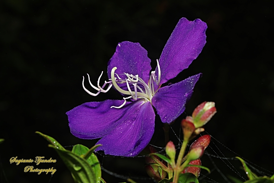 Princess flower, Tibouchina urvilleana, family Melastomataceae  Geotagged,Glory Bush,Indonesia,Summer,Tibouchina urvilleana